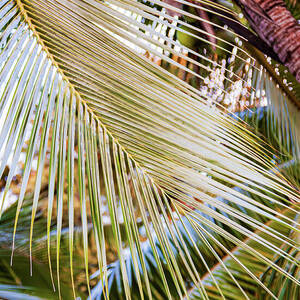 Palm Leaf Study in Sunlight by Tatiana Travelways Palm Leaf Study in Sunlight by Tatiana Travelways