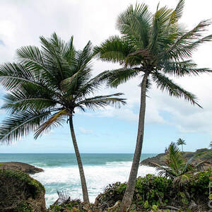 Parque nacional Cerro Gordo, Puerto Rico by Beachtown Views Parque nacional Cerro Gordo, Puerto Rico by Beachtown Views