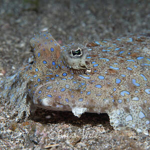 Peacock Flounder by Brian Weber