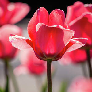Pink Tulips in Spring Sunshine by Rachel Morrison