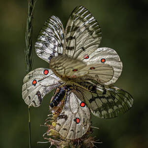 Pinwheel Effect by Tim Lyden