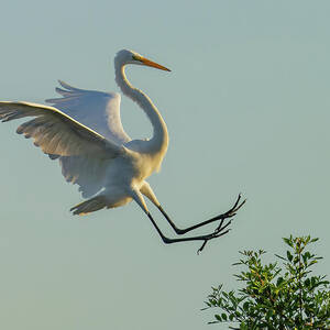 Reaching for the treetops by RD Allen
