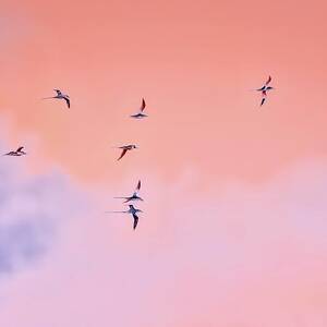 Red-billed tropicbirds Soaring in Twilight Glow by Bruce Block