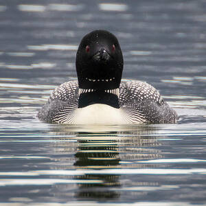 Red Eyed and Bow Tied - Common Loon - Lassen County CA by Mike Lee