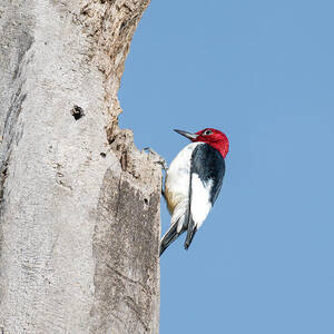 Red-Headed Woodpecker on Tree Trunk by Debra Martz Red-Headed Woodpecker on Tree Trunk by Debra Martz
