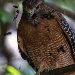 Red Shouldered Hawk Ejecting Food Pellet by Rene Vasquez