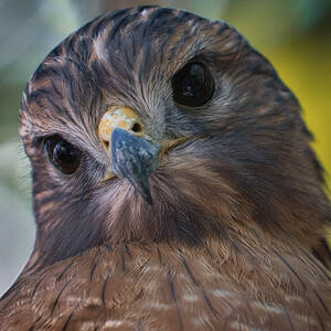 Red Shouldered Hawk Looking Inquisitive by Rene Vasquez