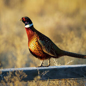 Ring-necked Pheasant Rooster in Warm Morning Light - Lassen County California by Mike Lee Ring-necked Pheasant Rooster in Warm Morning Light - Lassen County California by Mike Lee