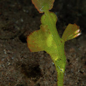Robust ghost pipefish with eggs by Brian Weber