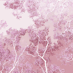 Rose quartz by Moira Risen