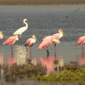 Roseate Spoonbills and Egret in Wetland by Debra Martz Roseate Spoonbills and Egret in Wetland by Debra Martz