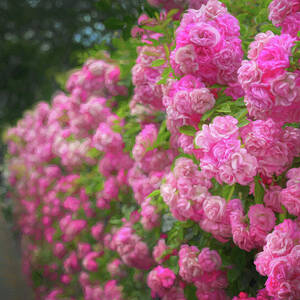 Roses on the Battery by Maryanne Keeling