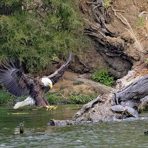 Run Turtle Run by Gina Fitzhugh