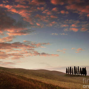 San Quirico d'Orcia - Group of cypress trees in ploughed field at sunset, Tuscany, Italy by Neale And Judith Clark