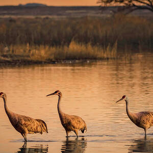 Sandhill Cranes Sunset Bosque del Apache New Mexico by Rebecca Herranen