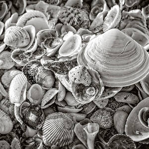 Sanibel Island Shelling - Black and White by Kelley King Sanibel Island Shelling - Black and White by Kelley King