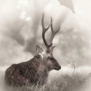 Serene Bactrain Deer Resting in Meadow by Rene Vasquez