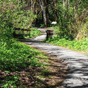Serene Forest Pathway in Rasar Park by Tom Cochran