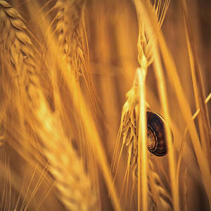 Snail in the wheat field by Tatiana Travelways