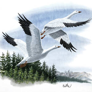 Snow Goose by Don Balke