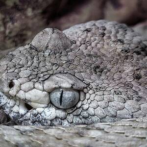 Spectacled Rattlesnake by Rene Vasquez
