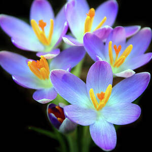 Spring Crocus by Jessica Jenney