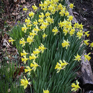 Spring Daffodils by William Norton