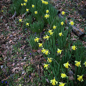 Spring Line by William Norton