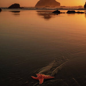 Starfish at Sunset Face Rock Bandon Oregon by Dan Sproul Starfish at Sunset Face Rock Bandon Oregon by Dan Sproul