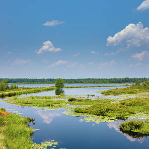 Summer Landscape at Whites Bog by Louis Dallara