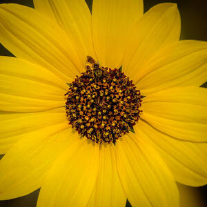 Sunflower with a Busy Bee by Debra Martz Sunflower with a Busy Bee by Debra Martz