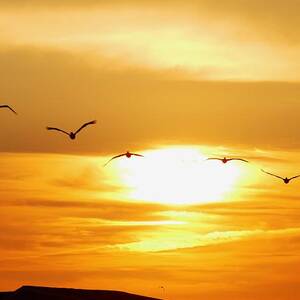 Sunrise Pelicans by Brian Hare