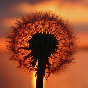 Sunset Dandelion by Brian Hare