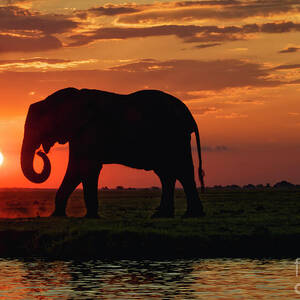 Sunset over Botswana by Natural Focal Point Photography