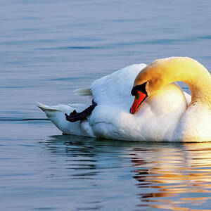 Swan at Rest in Golden Light - Lake Constance Germany by Tatiana Travelways