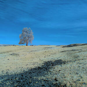 Table Mountain Lone Tree - Infrared by Mike Lee