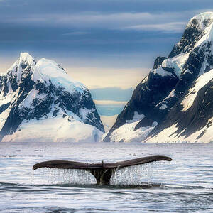 Tails of Antarctica by Dee Potter Tails of Antarctica by Dee Potter