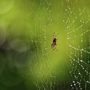 The great architect in the morning light by Tatiana Travelways