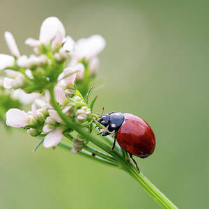 The Lady and the Buds by Joe Schofield