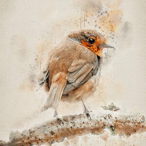 The Orange Tit Bird by Ema Paraschiv The Orange Tit Bird by Ema Paraschiv