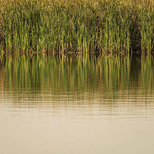 The still water reflects the reeds and their golden reflections by Steven Heap