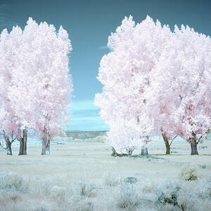 Cotton Candy Cottonwoods by Mike Lee