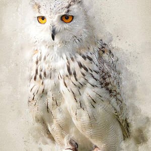 The Suspicious Owl by Ema Paraschiv The Suspicious Owl by Ema Paraschiv