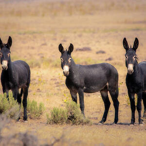 Three Musketeers by Mike Lee