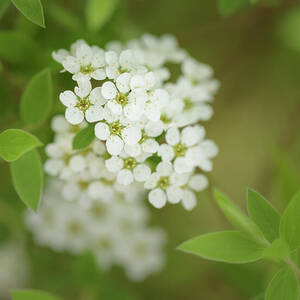 Thunberg's Meadowsweet in Springtime by Nancy Gleason