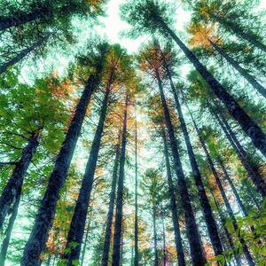 Towering Forest Canopy by Bruce Block