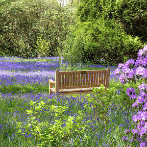 Tranquillity by Shirley Mitchell