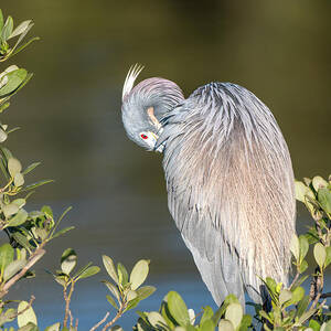 Tricolored Heron Preening by Water by Debra Martz
