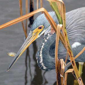 Tricolored Heron With Its Little Fish by Debra Martz