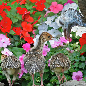 Turkey Preschool by Gina Fitzhugh